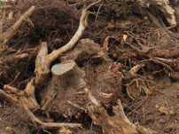 tree roots shredding
